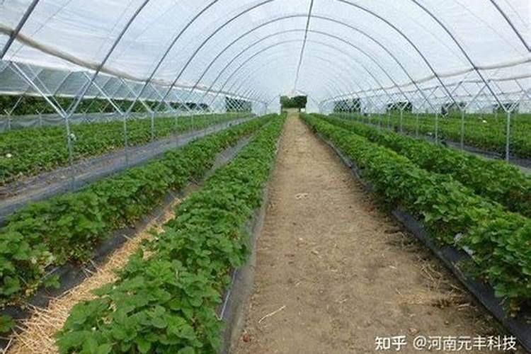 大棚黄瓜施肥的五个误区