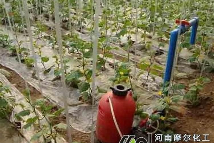 水溶肥一般几天见效