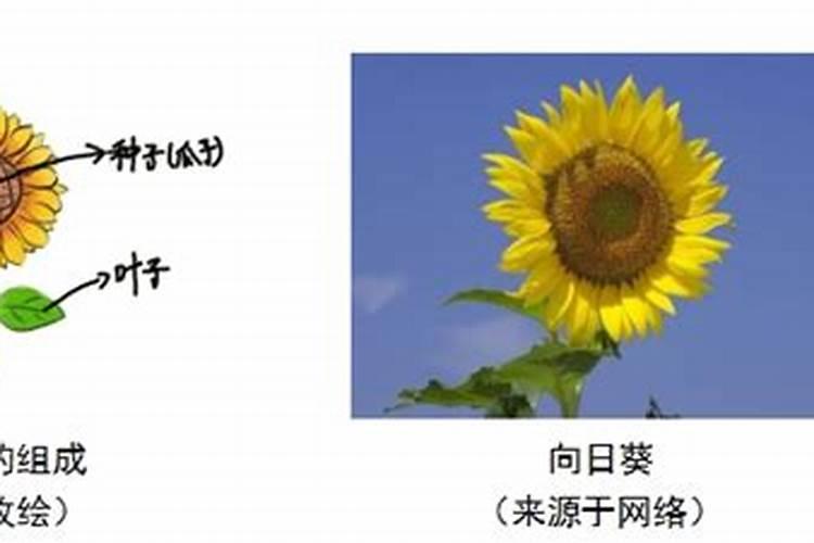 葵花什么时候上硼肥