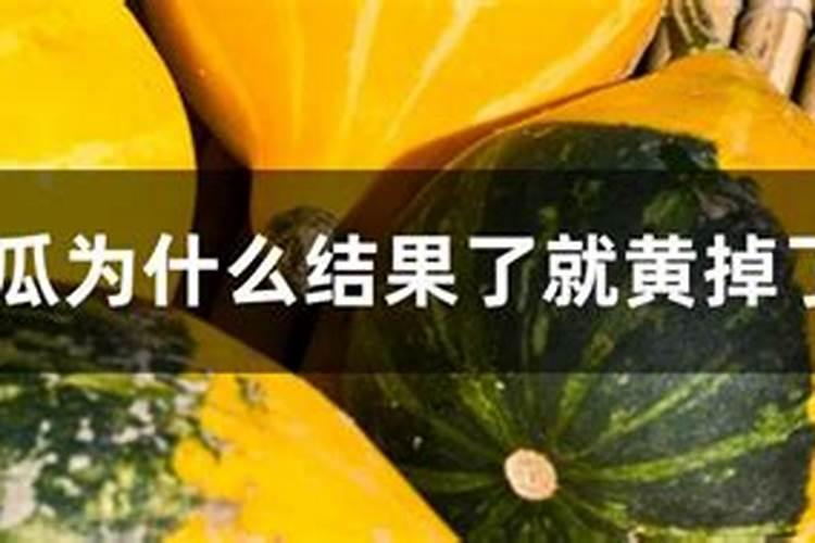 种西瓜用什么肥料