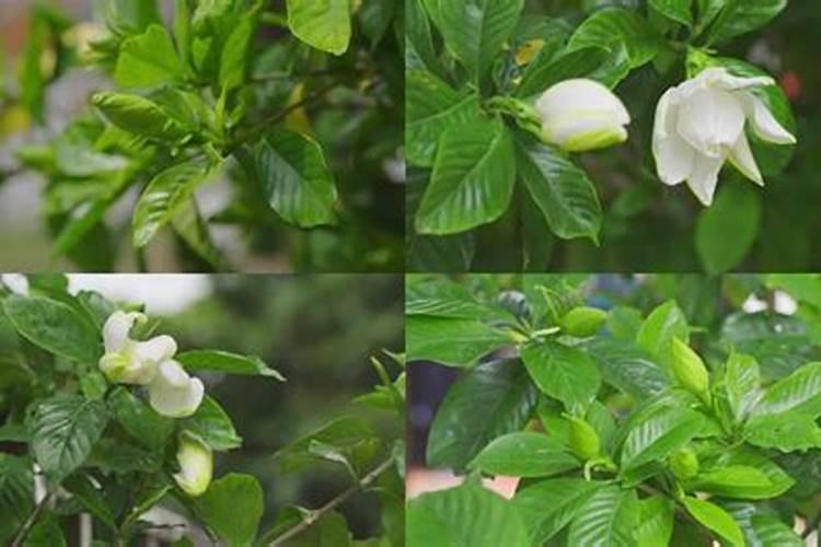 栀子花最好用的肥料是什么？