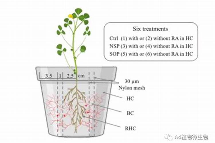 种植em菌在果树中怎么使用