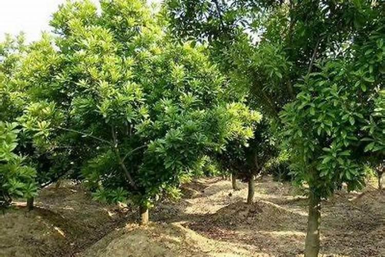 杨梅树什么时候施肥 杨梅树最佳施肥时间