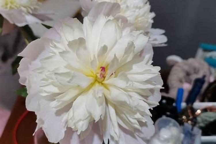 芍药刚出芽如何施肥