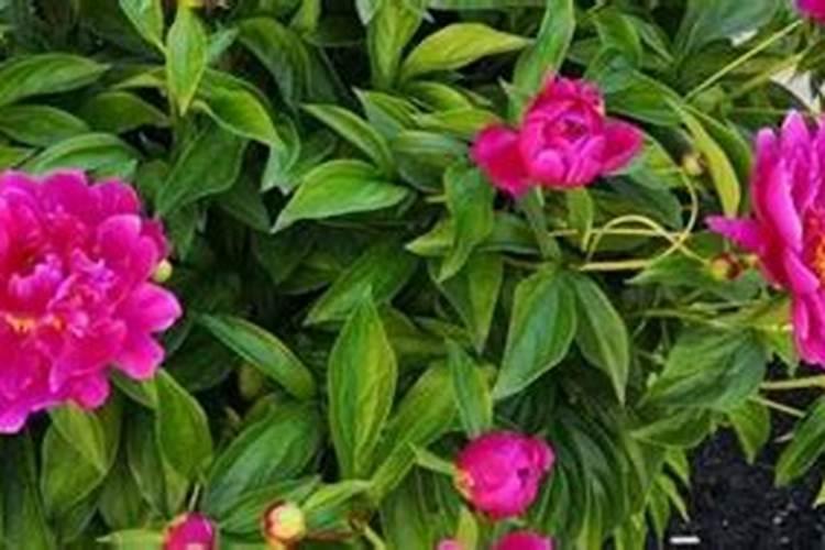 芍药喜欢什么肥料