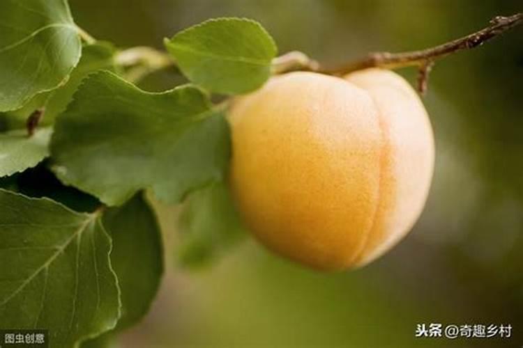 盆栽杏花的养护方法