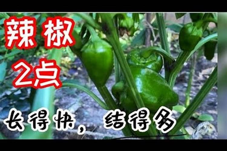 辣椒掉叶子怎么补救