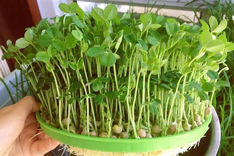 碗豆苗用什么肥料