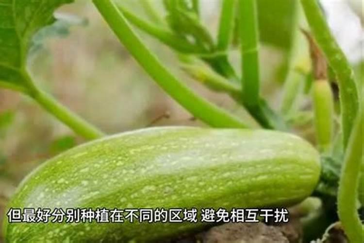 冬瓜忌什么肥料