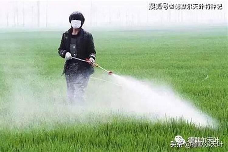 菱角怎样施肥