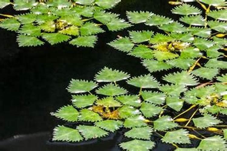 竹叶兰怎么浇水