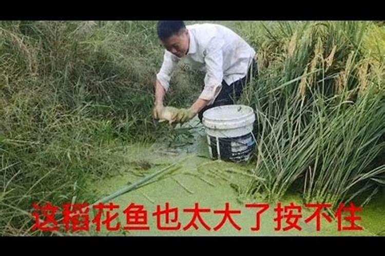 草莓怎么施肥好？