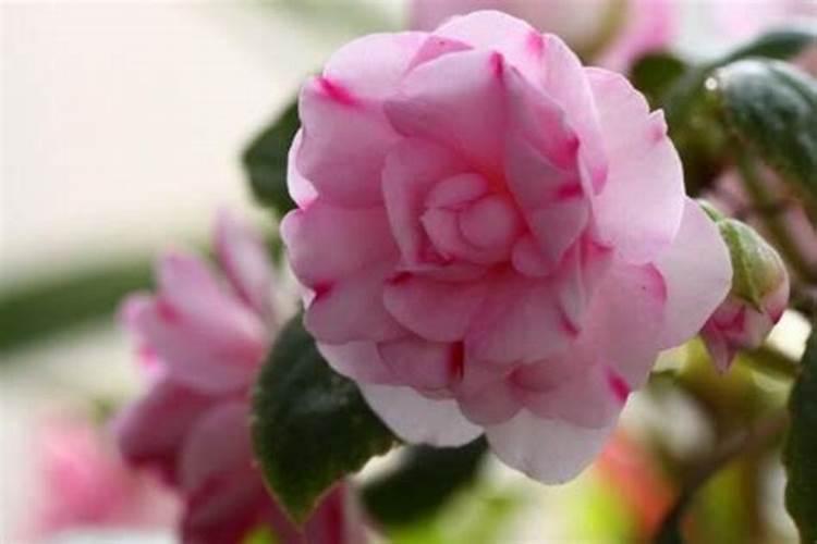 水梅花用什么肥料
