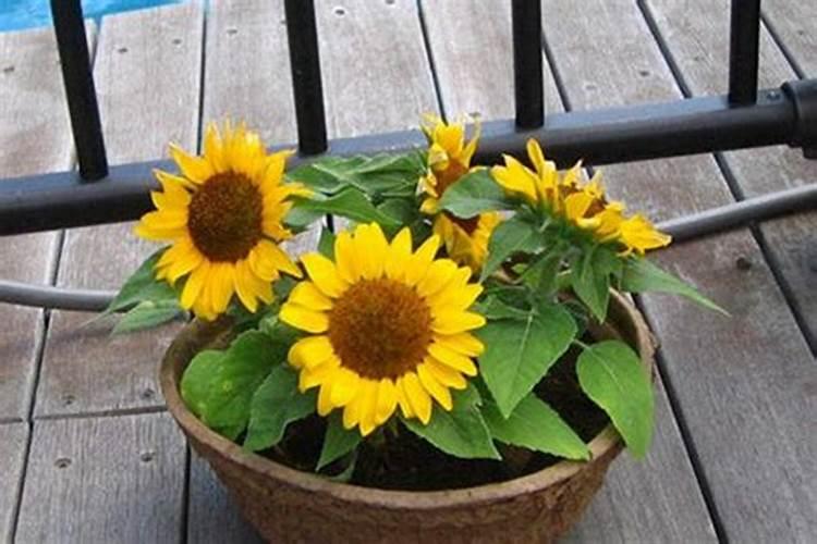 矮向日葵什么时候施肥