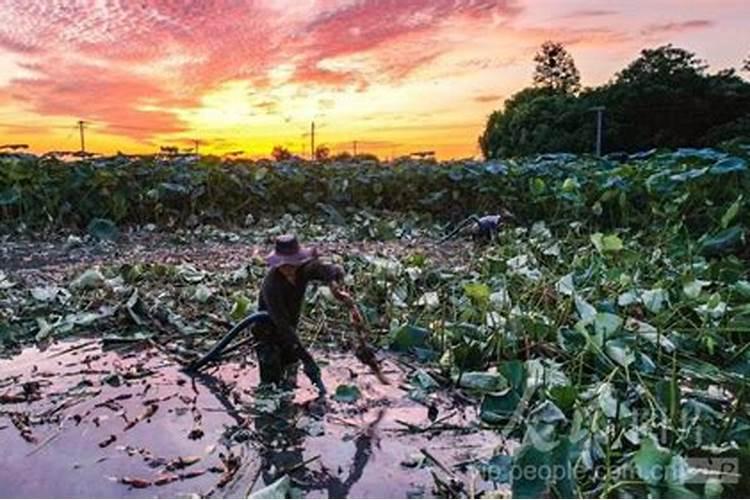 莲藕池施什么肥产量高？谢谢