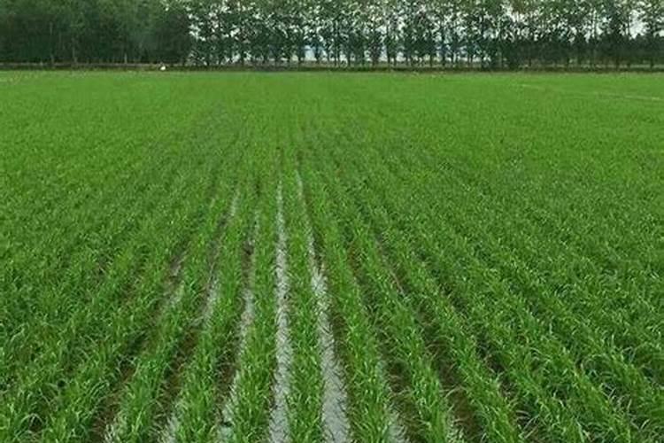 无花果树用什么肥料最好