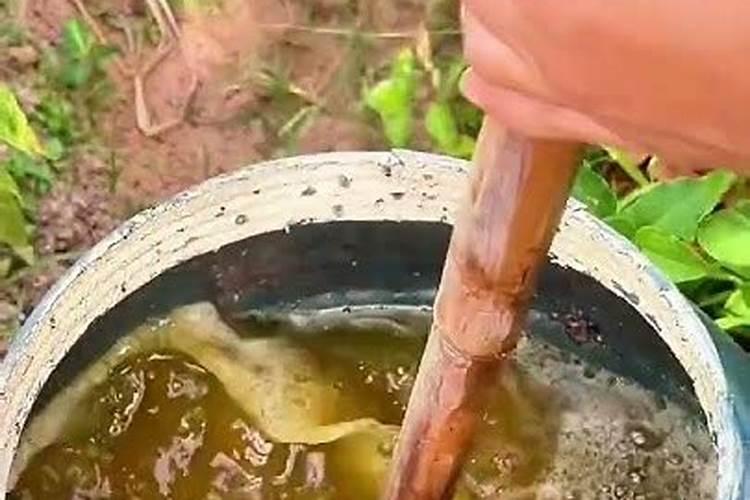 芝麻饼怎么发酵