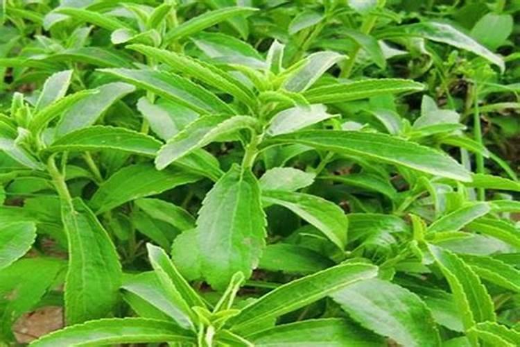 甜叶菊种植条件