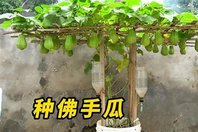 佛手瓜施肥后为什么会枯萎？