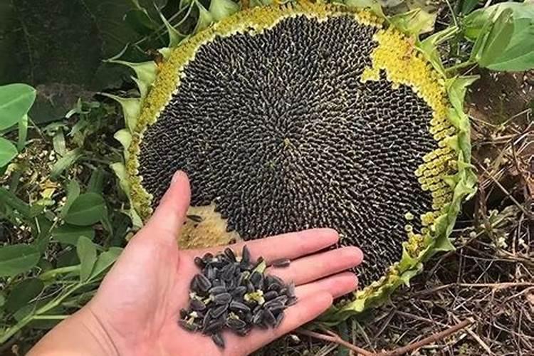 自制花肥最简单的方法