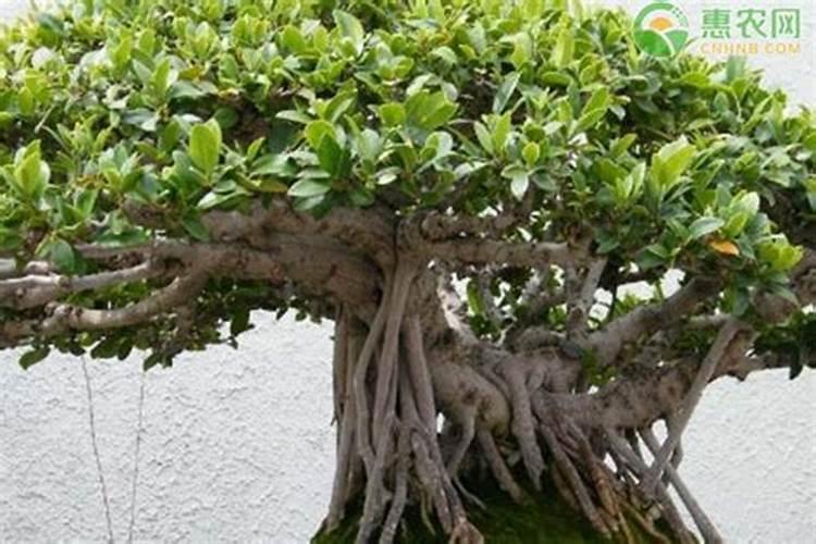 榕树盆景如何进行浇水和施肥？
