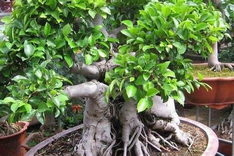 榕树的施肥方法用什么肥料？