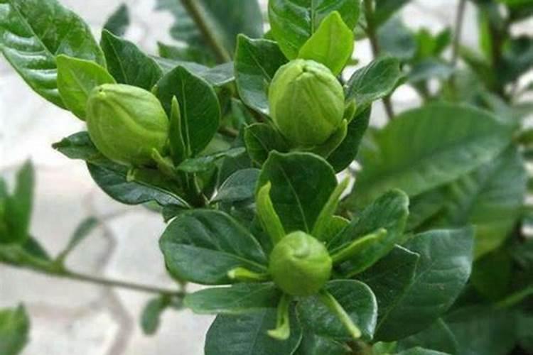 栀子花有花苞了怎么施肥 肥料要怎么选择