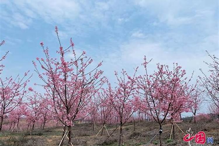 怎样给樱花树施肥