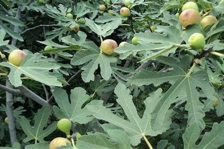 如何解决无花果不挂果还长不好