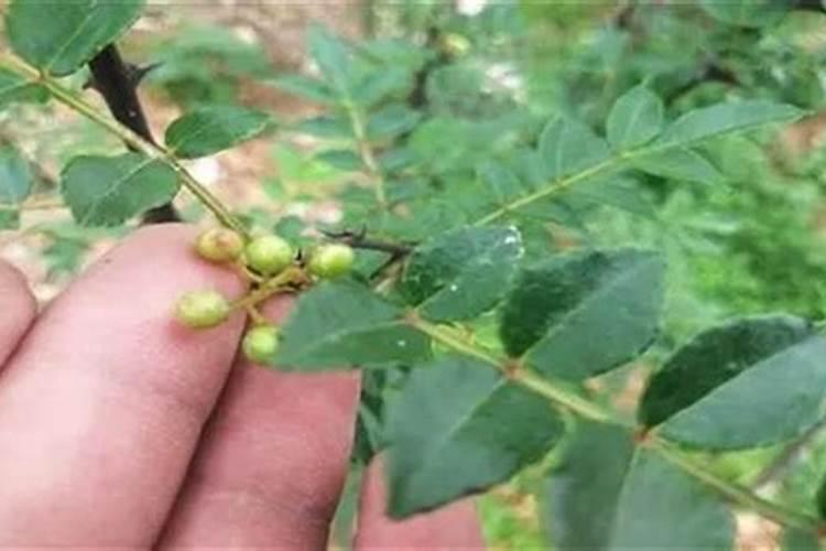 花椒叶面肥多久打好