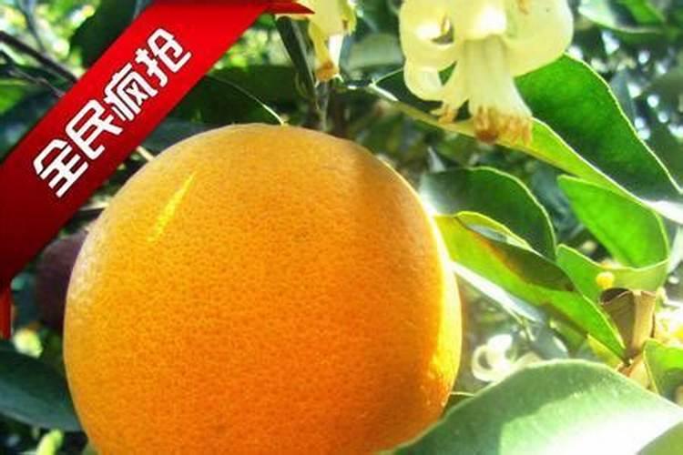 葡萄树施什么肥料最好