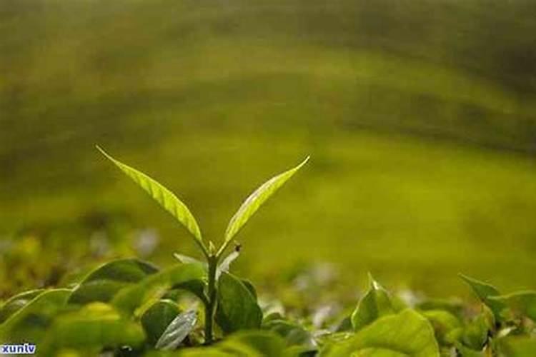 茶叶喷什么叶面肥可以有效提高质量