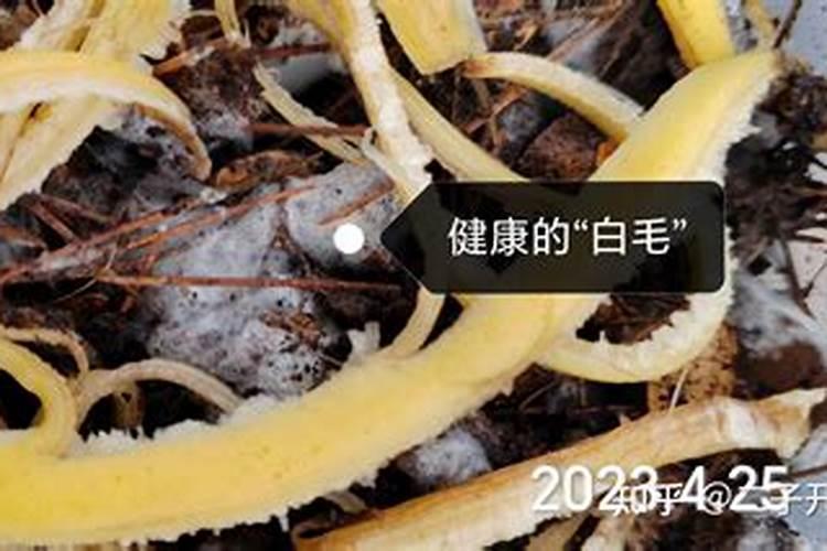 科学家研究出了新型安葬方式,是什么样的形式？
