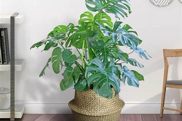 大肥王花肥天堂鸟可以用吗