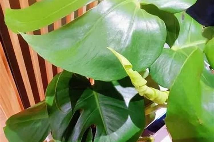 家里客厅适合养什么植物(盘点六种适合家养的绿植)