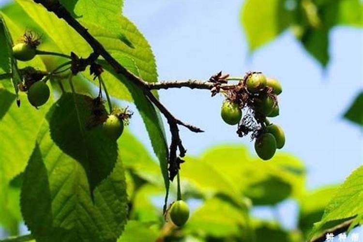 樱桃树仆么时问上化肥