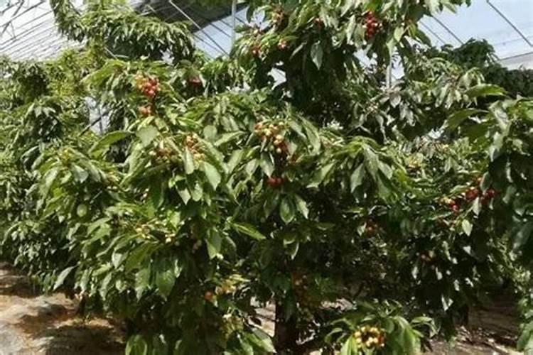 怎样预防和减轻大樱桃裂果？