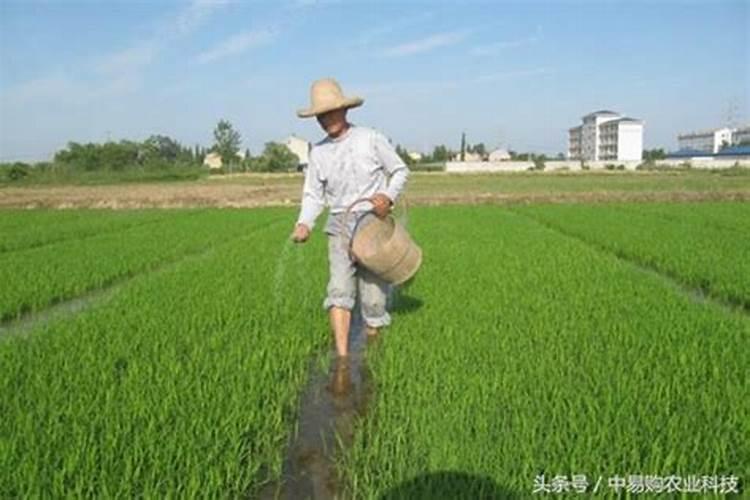 水稻缺肥或施肥过量时有哪些症状？如何诊断