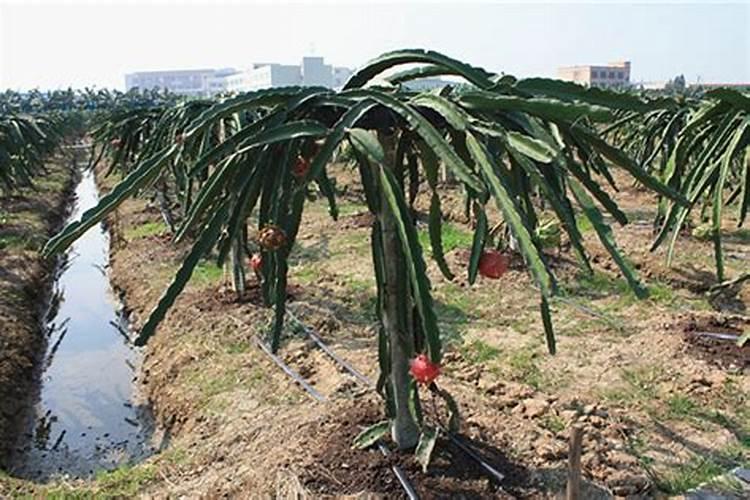 火龙果膨大增产肥料用哪个？火龙果防裂叶面肥用金泰靓喷施