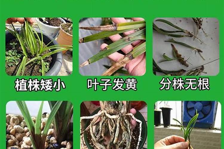 兰花用什么肥料