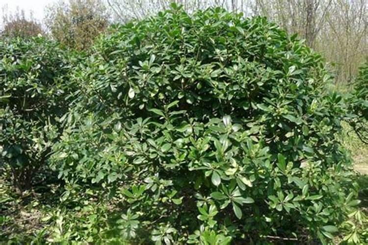 桂花树受冻后应如何复壮？