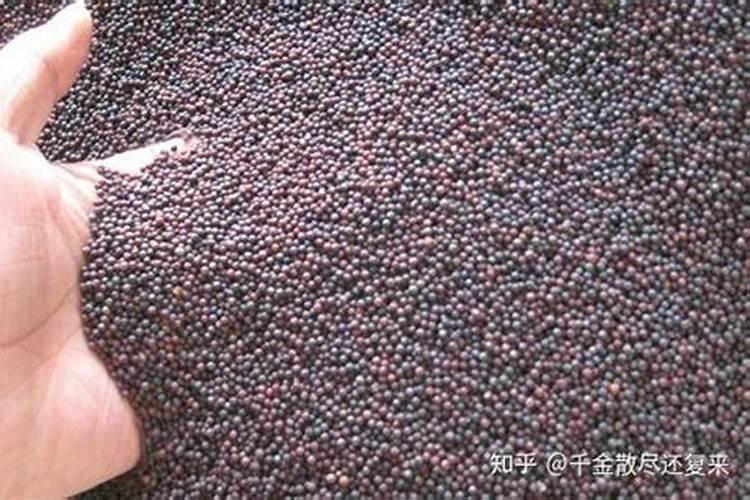 菜粕与什么有关
