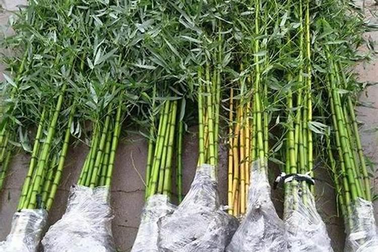 毛竹怎样施肥