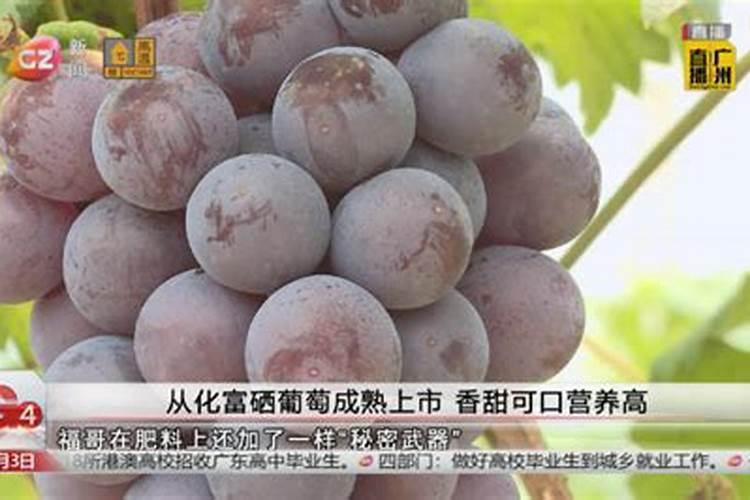 【天价富硒香葡萄――川红】 富硒葡萄