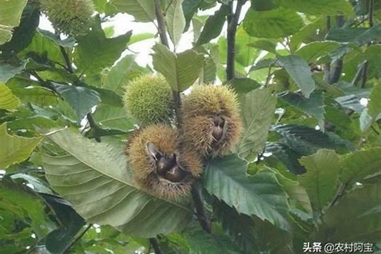 栗树立冬后施肥行吗