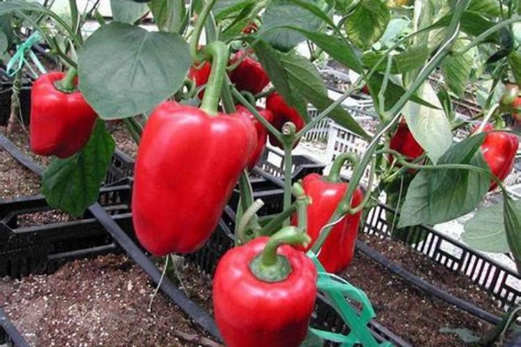 灯笼椒花盆种植方法