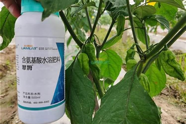 氨基酸叶面肥的功效与作用 氨基酸叶面肥优缺点有哪些