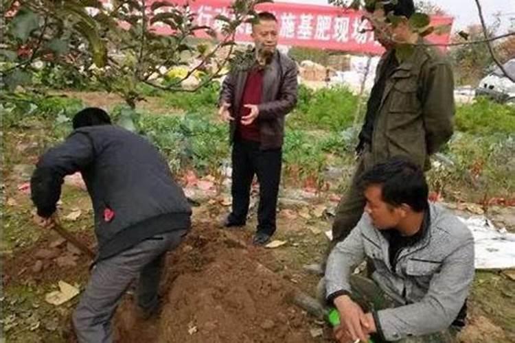 怎么彻底治疗黄萎病