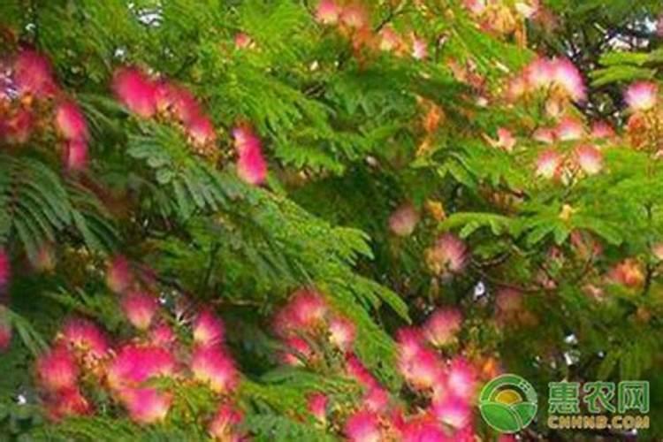 黄腐酸钾过量使用危害 需要注意什么