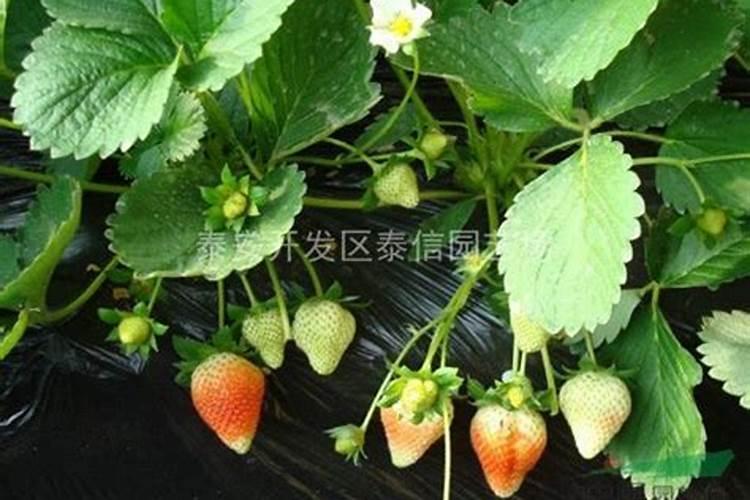 草莓平衡肥有哪些